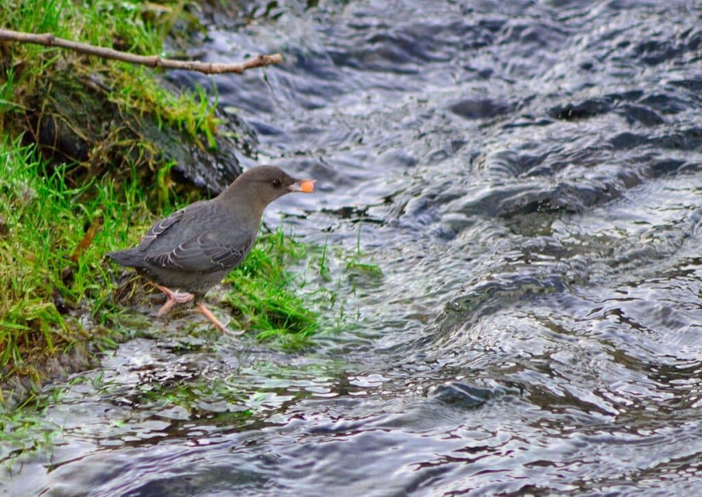 American Dippers Crater Lake National Park wildlife 