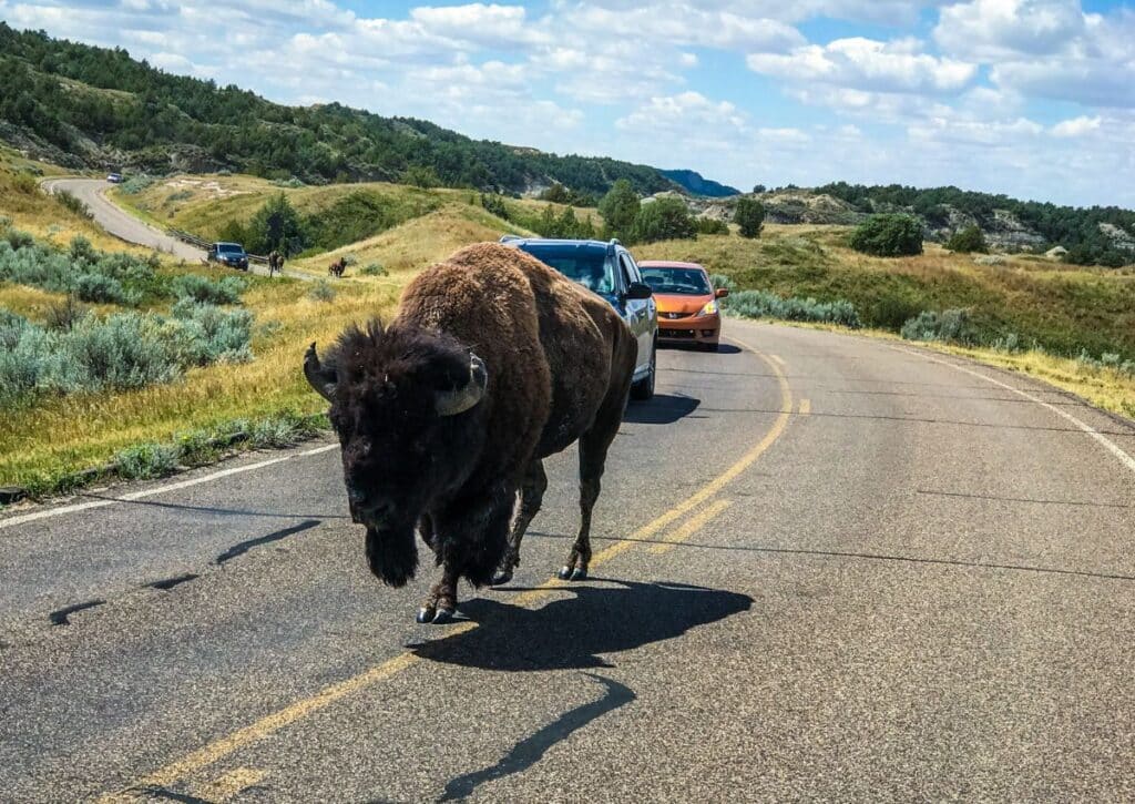 Animals in Theodore Roosevelt National Park