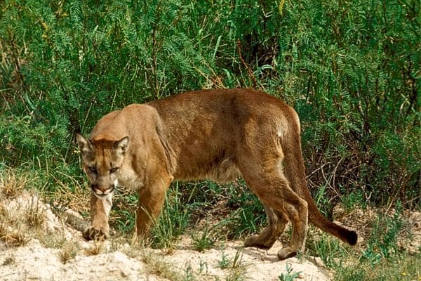 Are there mountain lions in Guadalupe Mountains National Park?