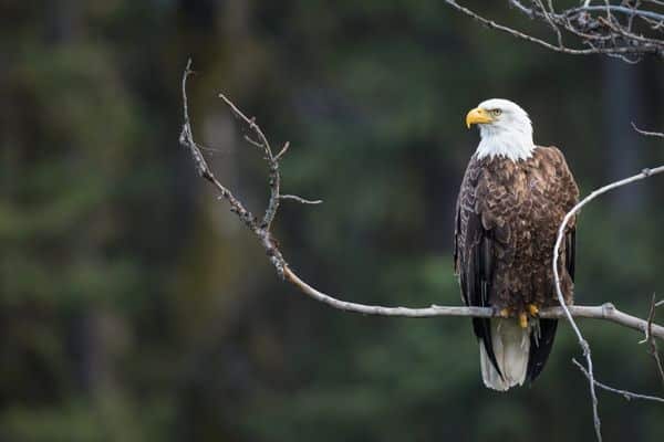 Bald Eagles ANimlas in Tahoe National Forest