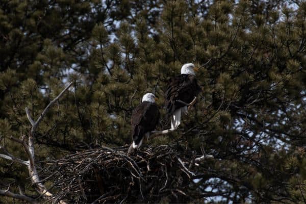 Bald Eagles Animals in ARAPAHO NATIONAL FOREST