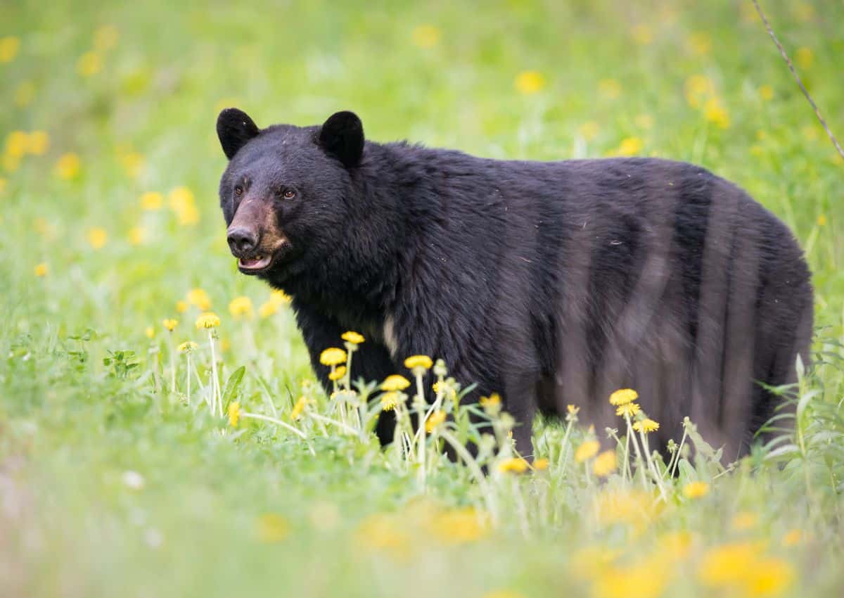 Are There Bears In Arapaho National Forest? Here's What You Need To Know!