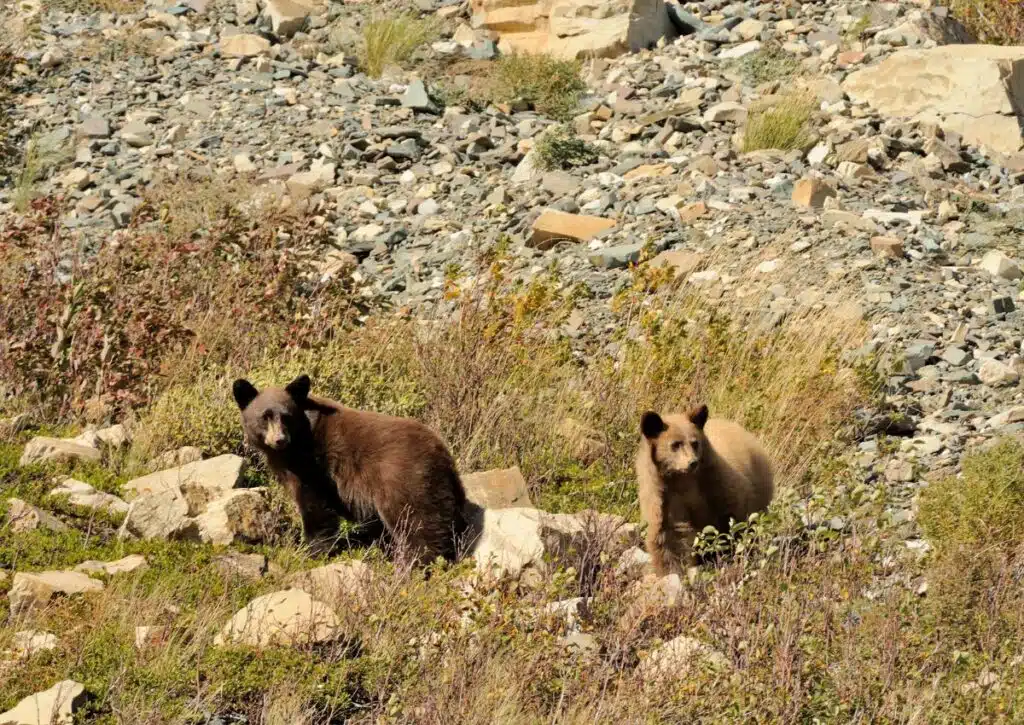 Bears in joshua tree