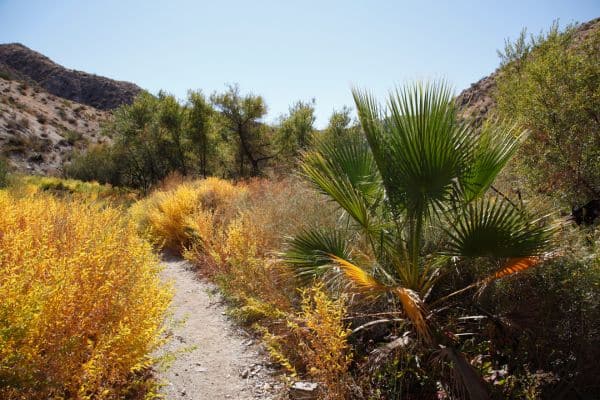 Big Morongo Canyon Preserve Palm Springs to Joshua Tree