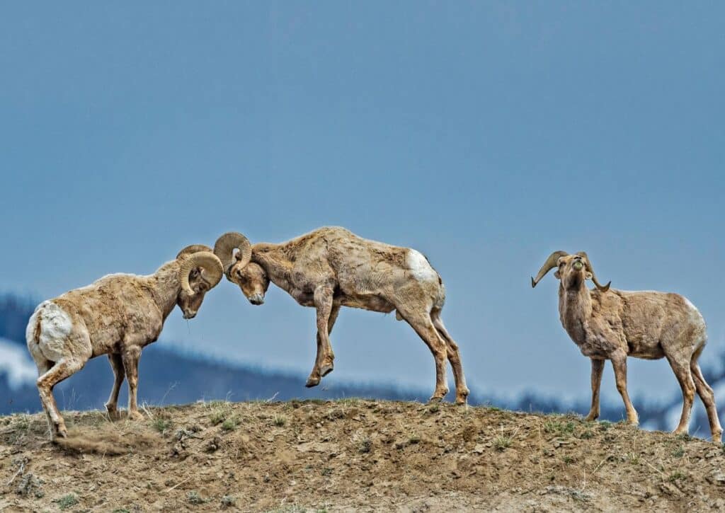 Bighorn Sheep facts about the wildlife in yellowstone