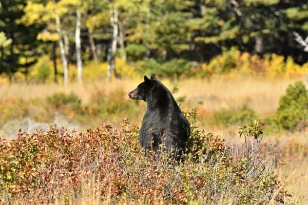 Black Bear mt hood nationa forest aniamls