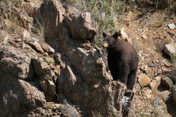 Black Bears wilderness Animals in ARAPAHO NATIONAL FOREST