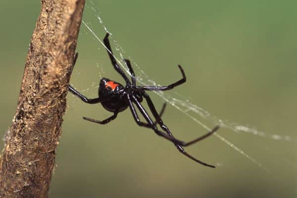 Black Widow Spiders dangerous animals in valley of fire