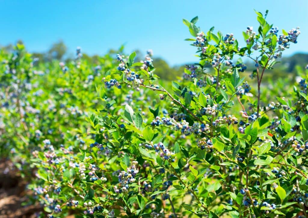 Blueberry bushes plants in catskills
