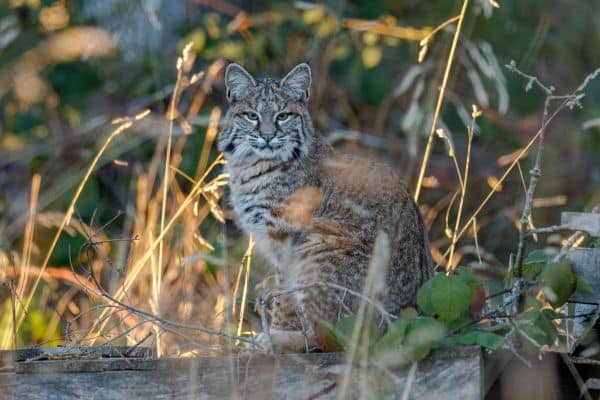 Bobcat wildlife in ARAPAHO NATIONAL FOREST