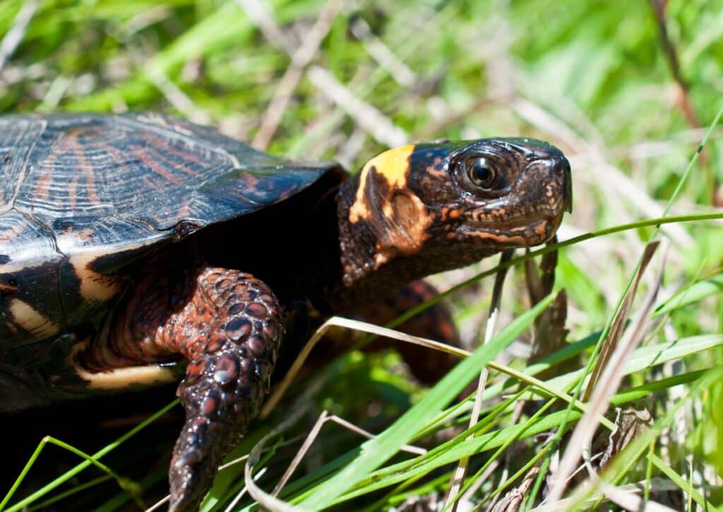 Bog Turtle  endangered animals in catskills