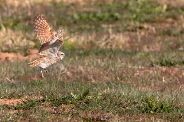 Burrowing Owls Animals in ARAPAHO NATIONAL FOREST
