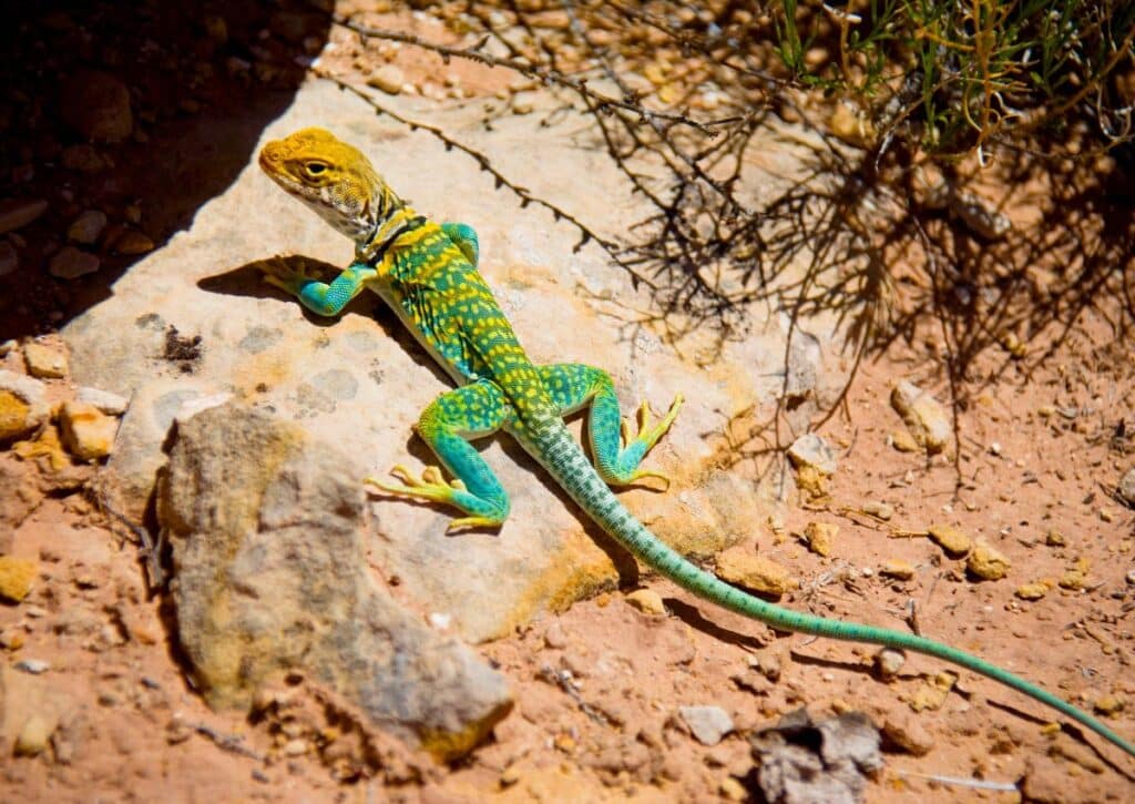 COLLARED LIZARDS 