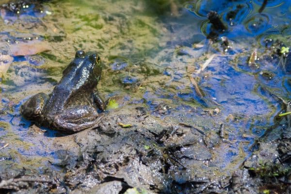 Cascade Frog mt hood national forest animals