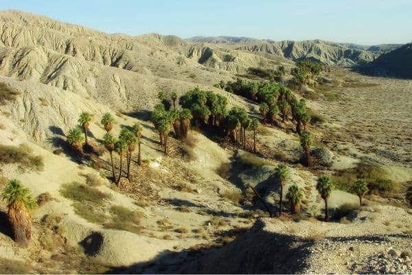 Coachella Valley Preserve Palm Springs to Joshua Tree
