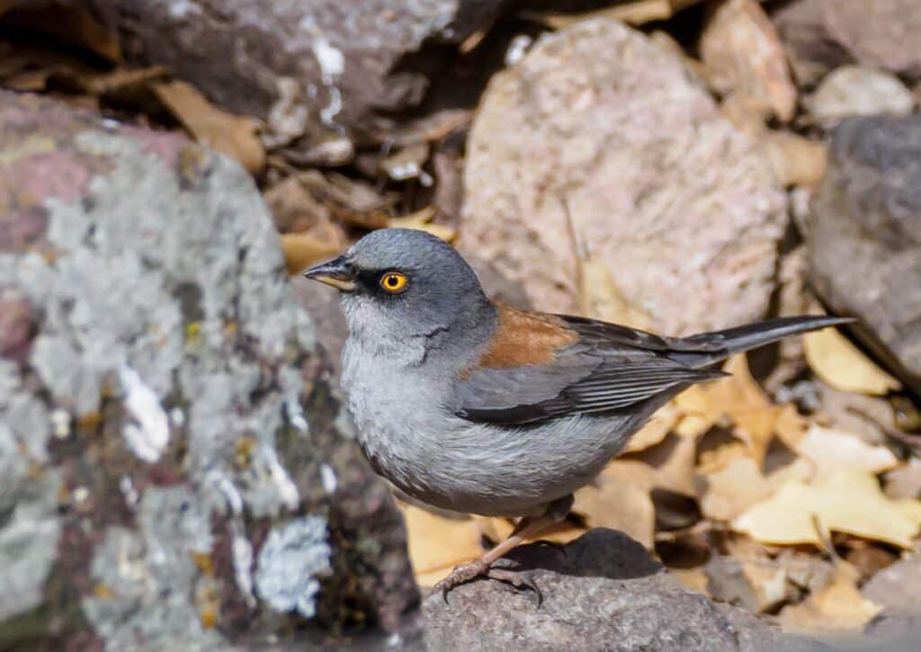 Colima Warbler Wildlife facts in Guadalupe Mountains National Park