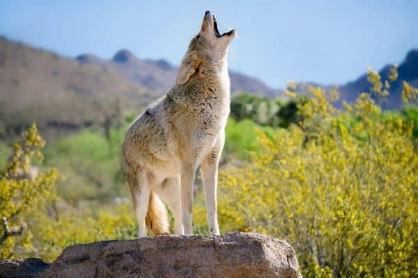 Coyotes  dangerous animals in valley of fire