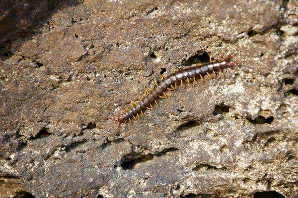 Desert Centipedes dangerous animals in valley of fire