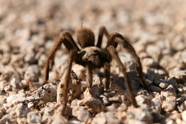 Desert Tarantulas dangerous animals in valley of fire