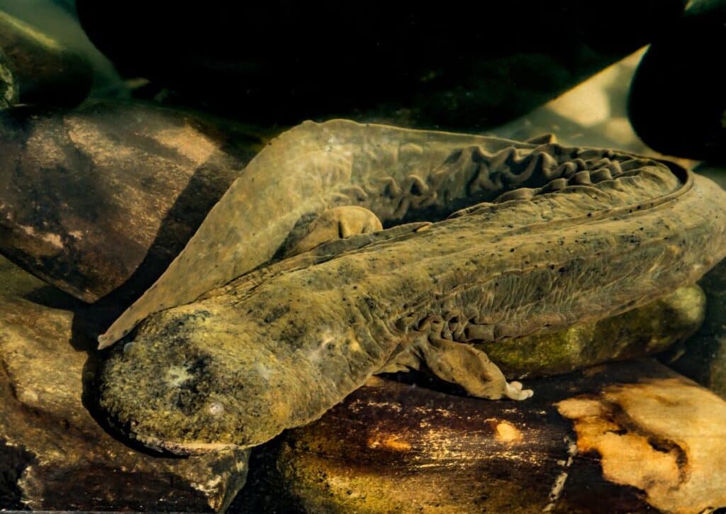 Eastern Hellbender  endangered animals in catskills