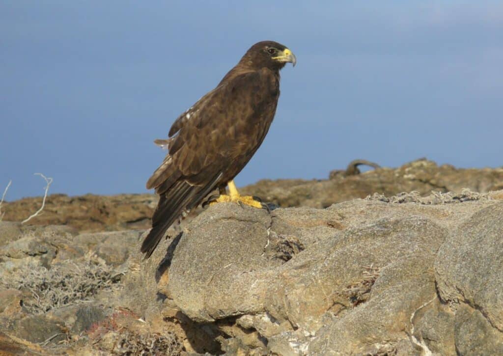 Golden Eagle Wildlife facts in Guadalupe Mountains National Park