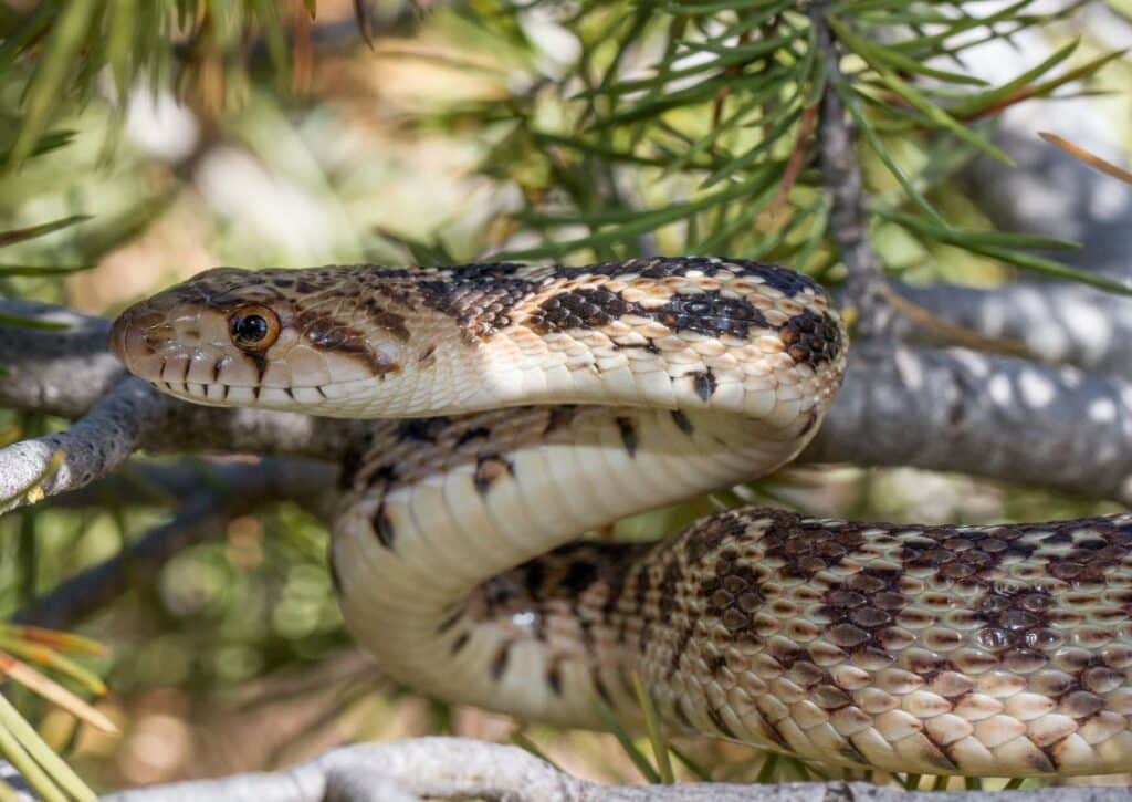 Great Basin Gopher snakes in the valley of fire