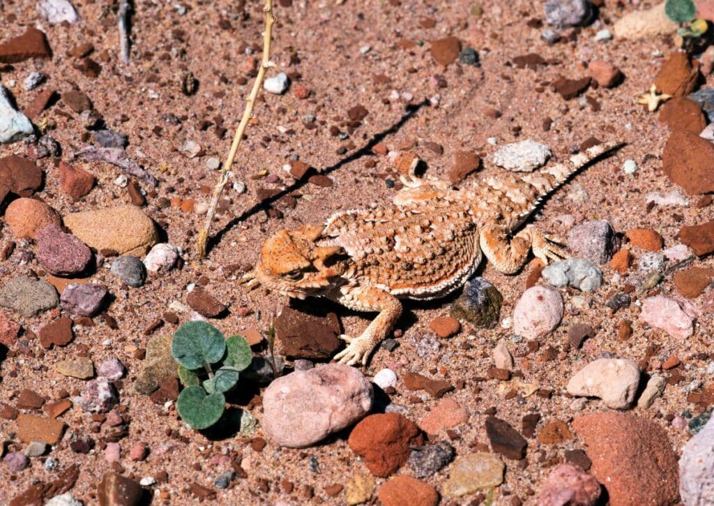 Greater Short-horned Lizard Wildlife facts in Guadalupe Mountains National Park