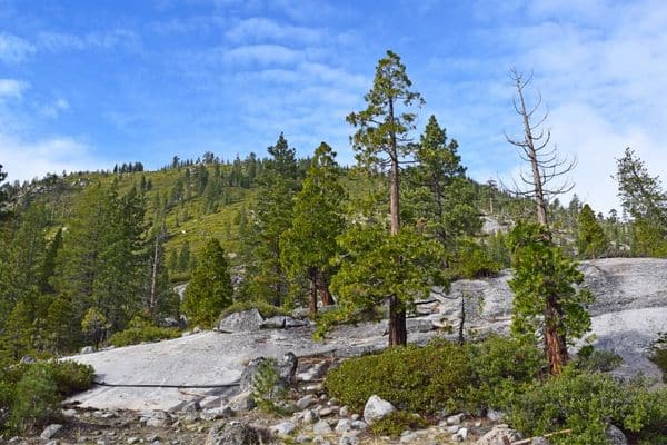 HIking trails with Animals in Tahoe National Forest