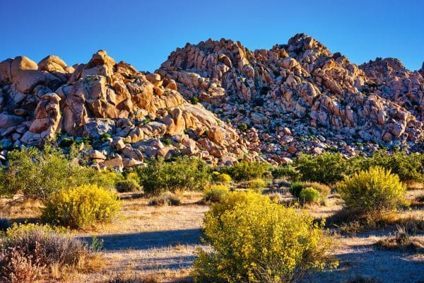 10 Stops From Palm Springs to Joshua Tree National Park (Itinerary Included) Indian Cove Palm Springs to Joshua Tree