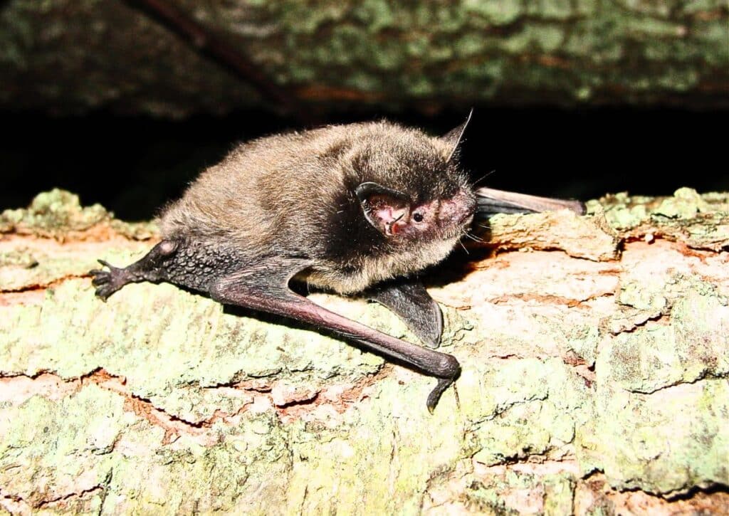 Indiana Bat endangered animals in catskills