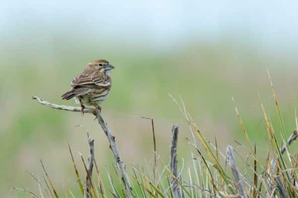 Lark Buntings wilderness Animals in ARAPAHO NATIONAL FOREST