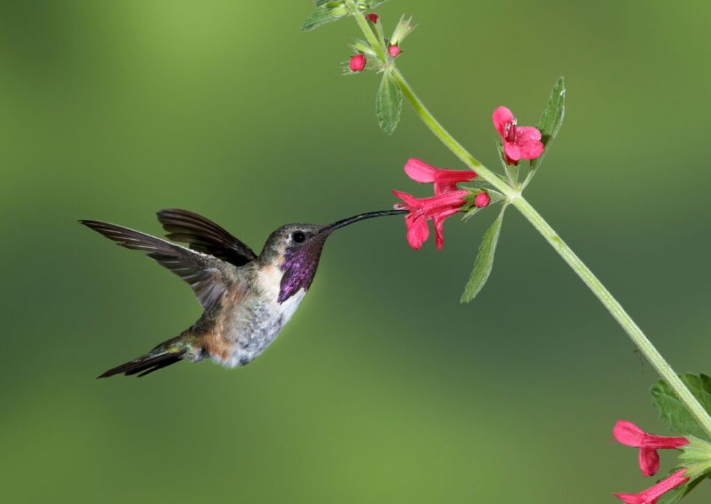 Lucifer Hummingbird Wildlife facts in Guadalupe Mountains National Park