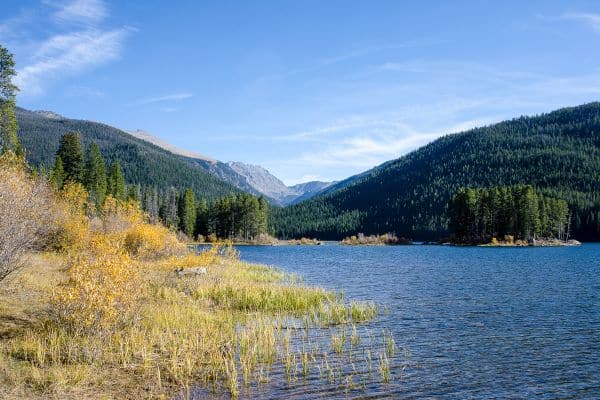 Monarch Lake Bears in Arapaho national forest