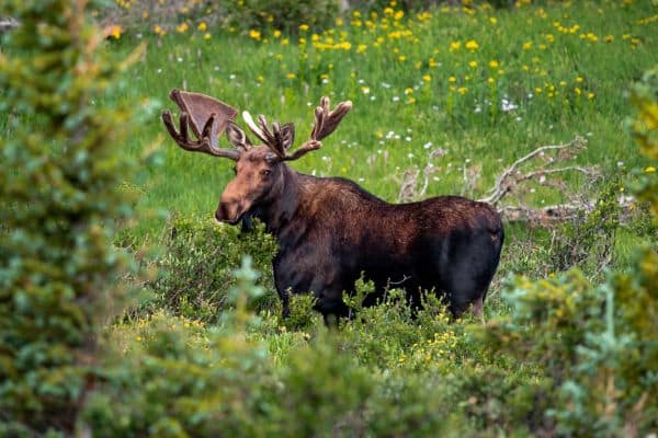 Moose wilderness Animals in ARAPAHO NATIONAL FOREST