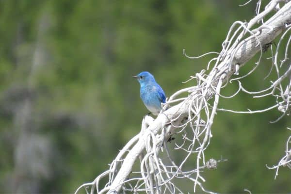 Mountain Bluebird mt hood national forest aniamls
