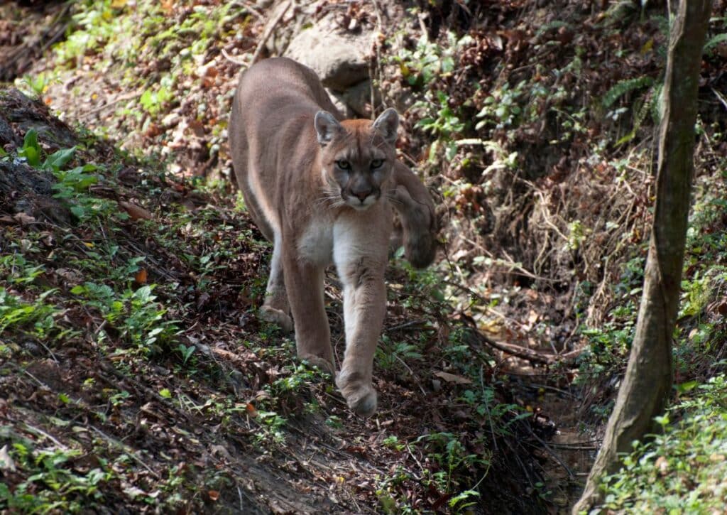 Mountain Lion Widlife Encounters in Crater Lake National Park