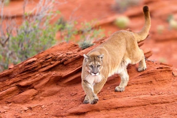 Mountain Lions dangerous animals in valley of fire