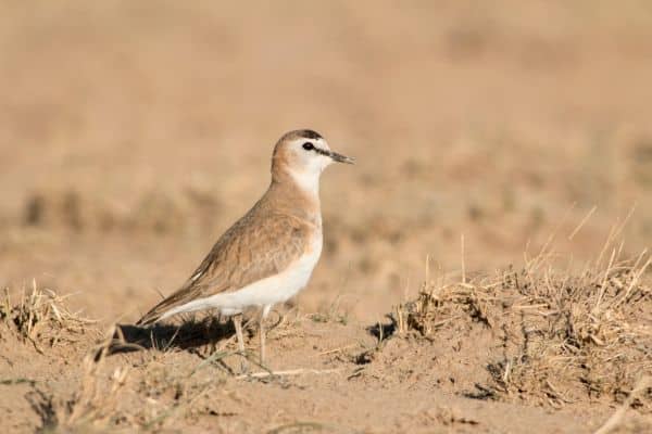 Mountain Plovers wildlife in ARAPAHO NATIONAL FOREST
