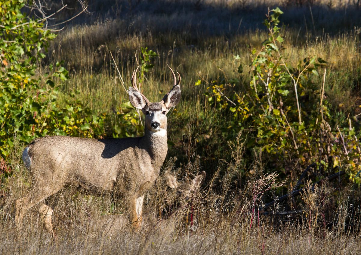 15 Animals In Crater Lake National Park We Saw While Hiking!