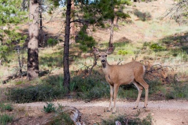 Mule Deer mt hood national forest animals