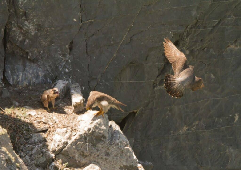 Peregrine Falcons Crater Lake National Park wildlife
