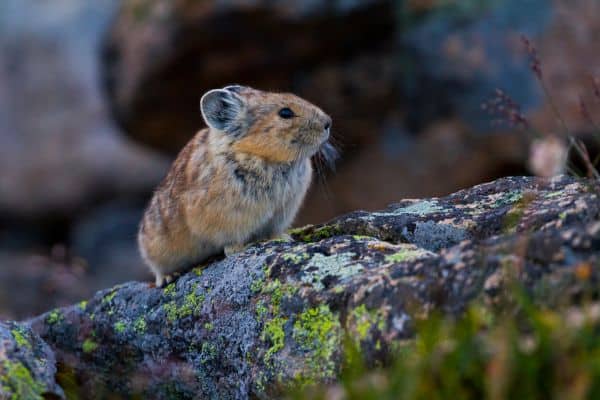 Pika wildlife in ARAPAHO NATIONAL FOREST