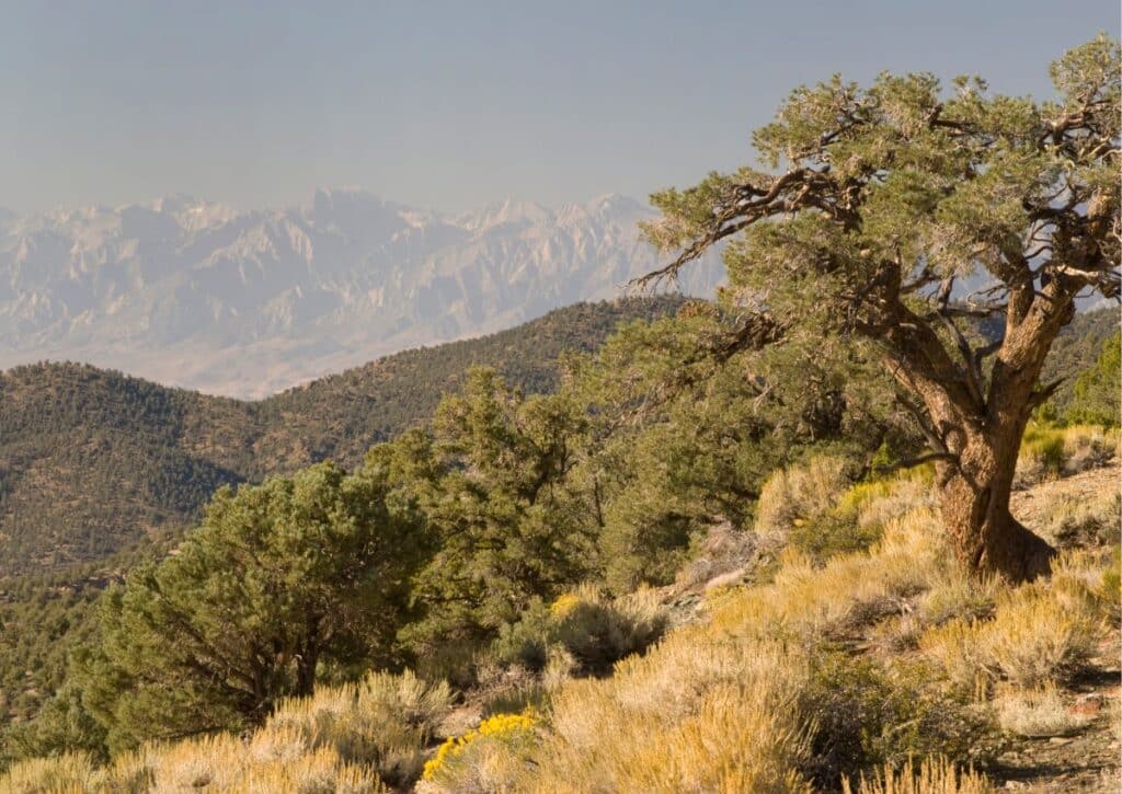 Pinyon Pine Wildlife facts in Guadalupe Mountains National Park