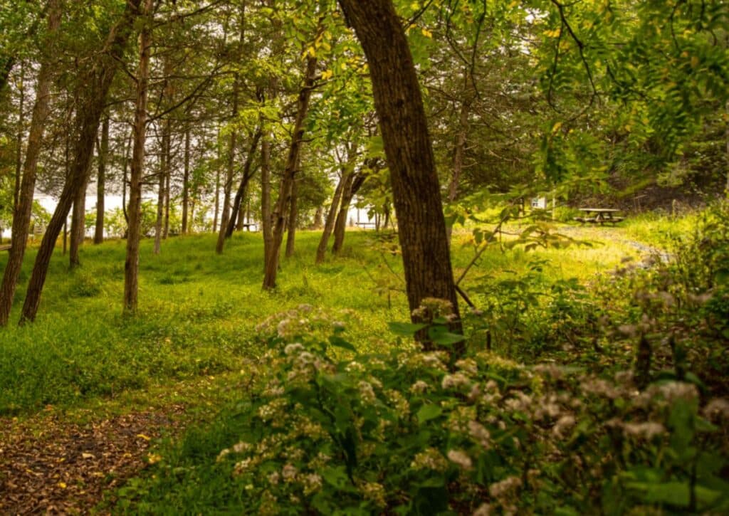 RamsHorn Livingston Sanctuary Best Hikes in the Catskills