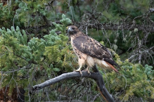 Red-tailed Hawks wildlife in ARAPAHO NATIONAL FOREST