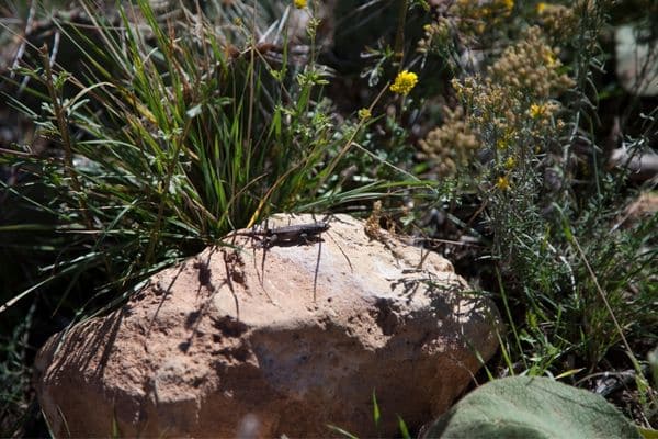 18 Animals in Tahoe National Forest Seen On HIkes (Photos and Trails Included) Sagebrush Lizard Animals in Tahoe National Forest