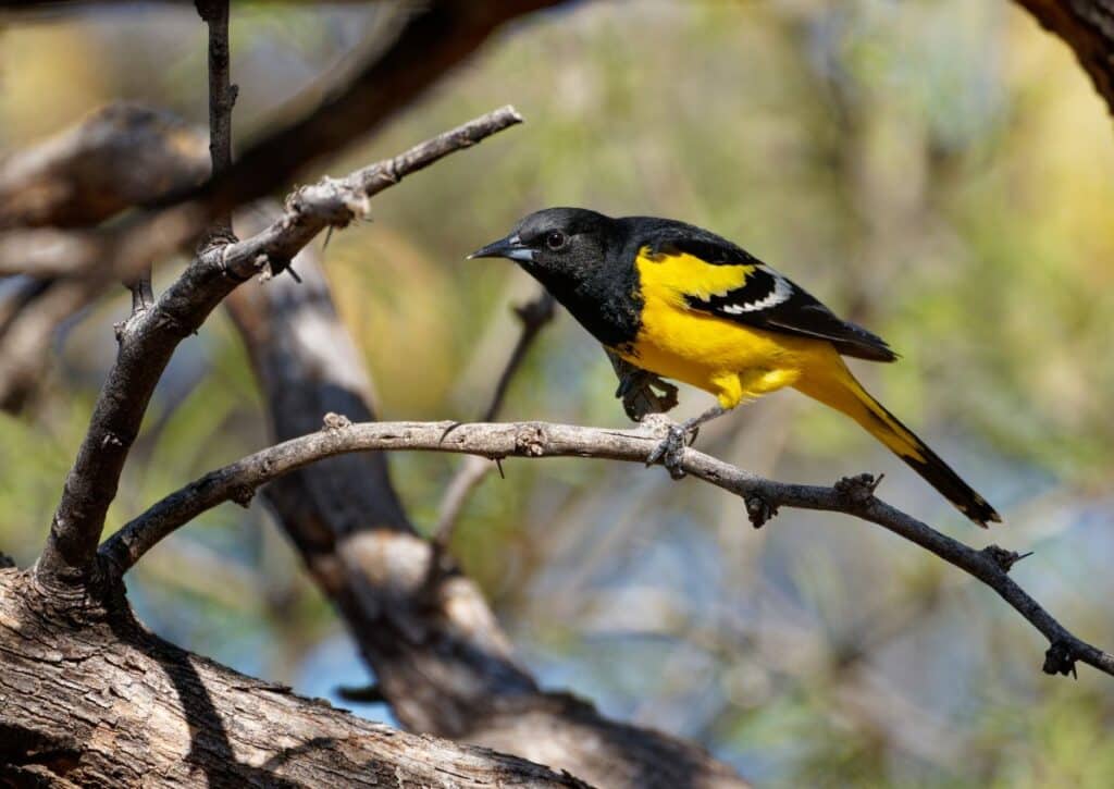 birds facts scotts oriole in Guadalupe Mountains National Park