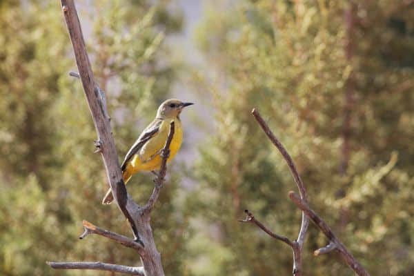 Scott's Oriole guadalupe mountains NP birdwatching