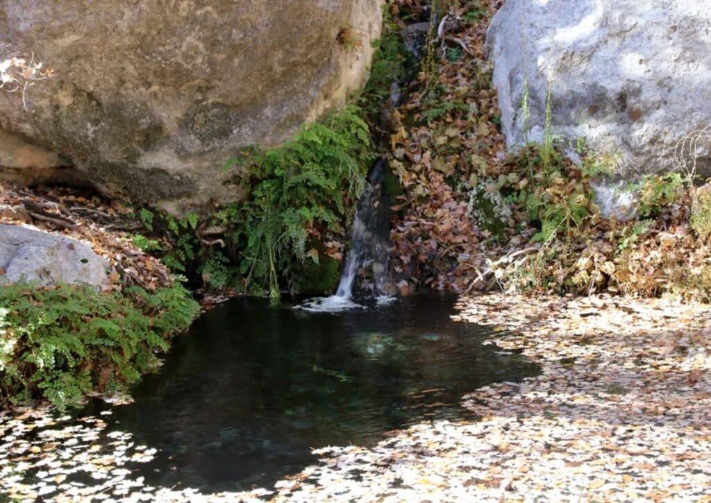 Smith Spring Wildlife facts in Guadalupe Mountains National Park