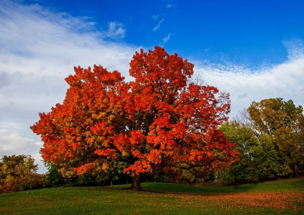 Sugar Maple plants in catskills